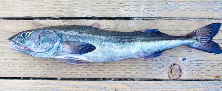 Sablefish for Rotation Diet