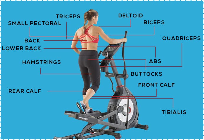 What Muscles Does the Elliptical Machine Work